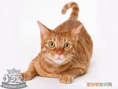 非洲狮子猫患肾病,非洲狮子猫,猫，猫得了肾病