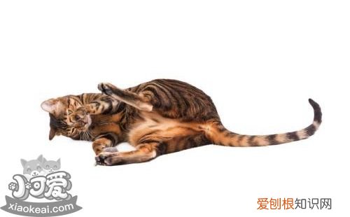 玩具虎猫眼屎多,玩具虎猫,猫，玩具虎猫是什么