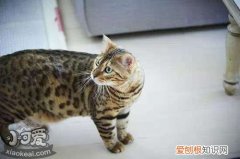 玩具虎猫吐黄水,玩具虎猫,猫