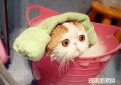 给猫咪用了人的洗发水怎么办解救 给猫咪用了人的洗发水怎么办