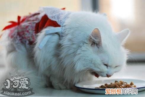 蒂凡尼猫咳嗽,蒂凡尼猫,猫，蒂凡尼猫的图片