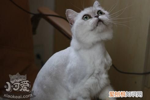 蒂凡尼猫有血尿,蒂凡尼猫,猫，猫尿身上会不会有猫癣