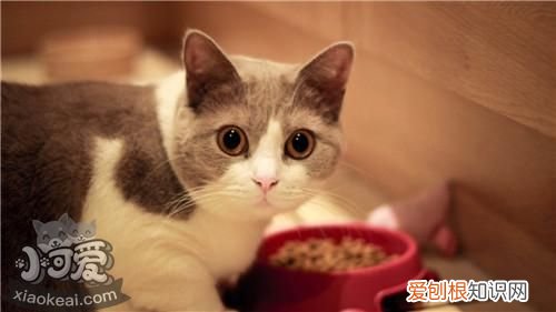 马恩岛猫尿频,马恩岛猫,猫，马恩岛猫有什么特点