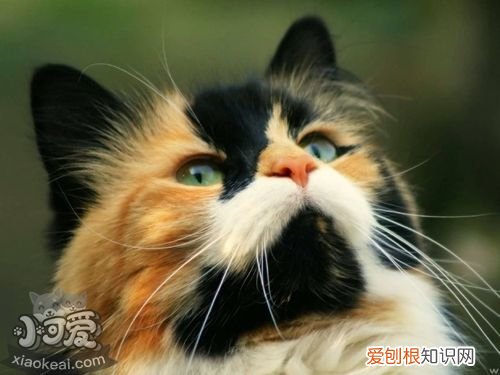 马恩岛猫测血压,马恩岛猫,猫，猫猫血压升高