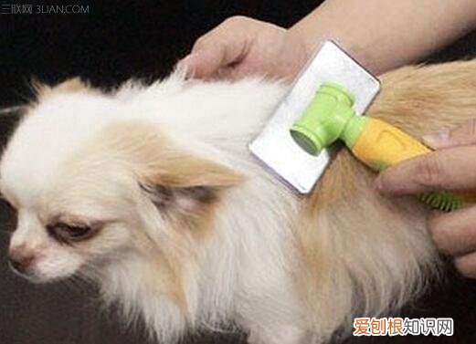 宠物毛发清理解决方案 宠物毛发怎么清理