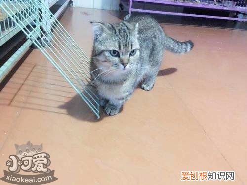 曼基康猫肾结石,曼基康猫,猫，基曼康猫价格