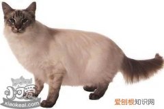 爪哇猫感冒发烧,爪哇猫,猫，猫感染发烧