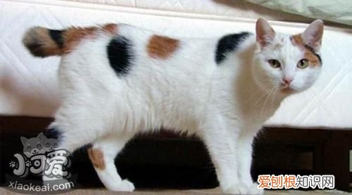 马恩岛猫除草剂中毒,马恩岛猫,猫