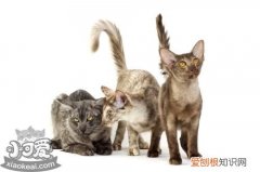 爪哇猫休克,爪哇猫,猫