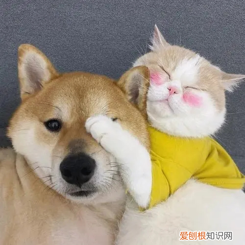 小狗打喷嚏但是精神很好怎么办 小狗打喷嚏但是精神很好怎么回事