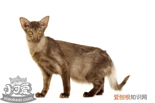 爪哇猫牙龈出血,爪哇猫,猫,猫的牙龈出血了