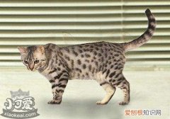 加州闪亮猫营养不良,加州闪亮猫,猫，加州闪亮猫多少钱一只