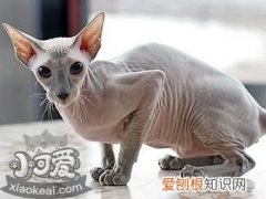 彼得秃猫营养性腹水,彼得秃猫,猫，我要看彼得秃猫