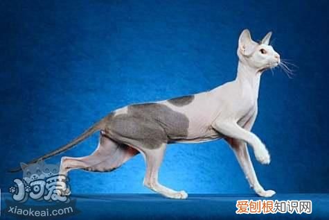 彼得秃猫中暑,彼得秃猫,猫，俄罗斯彼得秃猫!