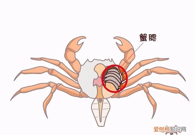 蟹黄蟹膏要怎么吃才更有营养呢,蟹黄蟹膏是螃蟹的什么做的