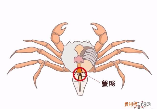 蟹黄蟹膏要怎么吃才更有营养呢,蟹黄蟹膏是螃蟹的什么做的