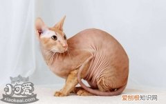 彼得秃猫眼睛浑浊,彼得秃猫,猫，猫眼睛上秃