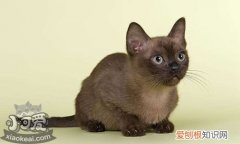 欧洲缅甸猫皮霉菌病,欧洲缅甸猫,猫，德国缅因猫