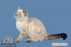 重点色短毛猫吐了,重点色短毛猫,猫，猫吐黄色的毛