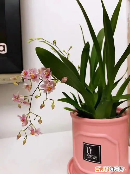 十二星座的守护花 冷门好听的花名及花语