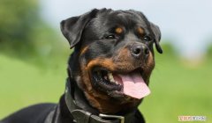 罗威纳长大后有多重 罗威纳吃什么长得高大