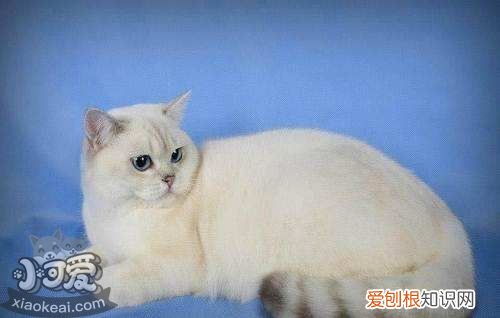 重点色短毛猫尿结石,重点色短毛猫,猫，猫尿深色尿