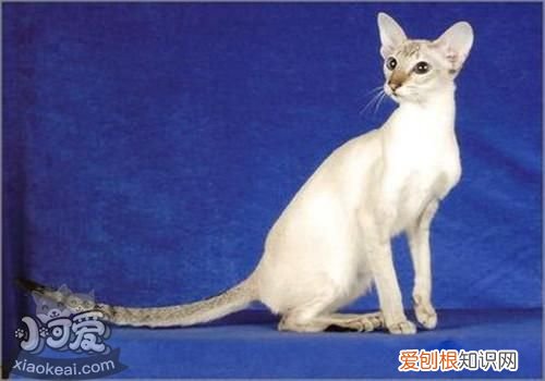 重点色短毛猫过敏,重点色短毛猫,猫,猫毛过敏可以养短毛猫吗