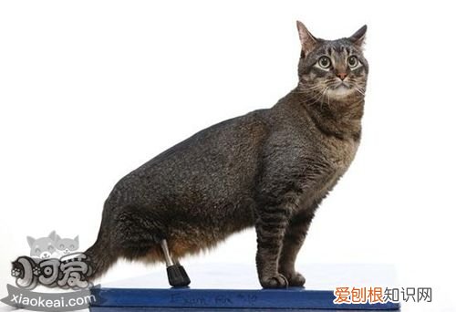 内华达猫便秘,内华达猫,猫,猫咪严重便秘