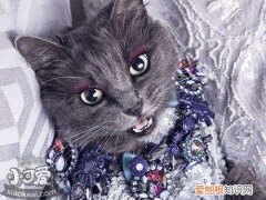 内华达猫跳蚤,内华达猫,猫，家猫的跳蚤哪里来的