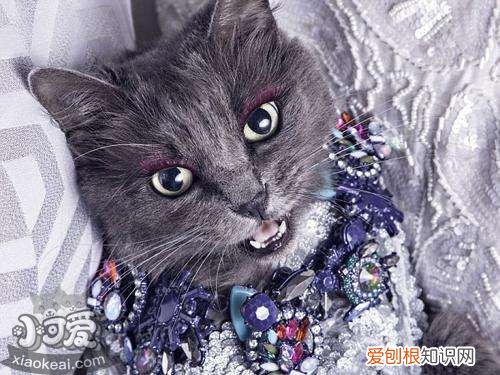 内华达猫跳蚤,内华达猫,猫，家猫的跳蚤哪里来的