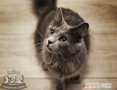 内华达猫睡觉打呼噜,内华达猫,猫，猫咪也打呼噜