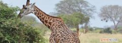 长颈鹿喜不喜欢吃草 长颈鹿是吃草的动物吗?