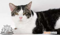 美国刚毛猫,传染性腹膜炎,猫，猫急性腹膜炎