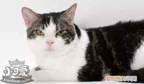 美国刚毛猫,传染性腹膜炎,猫，猫急性腹膜炎