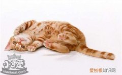 美国刚毛猫睡觉抽搐,美国刚毛猫,猫，美国刚毛猫的寿命