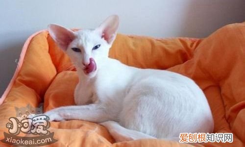 被东方猫抓伤,东方猫,猫