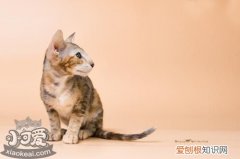 东方猫有狂犬病吗,东方猫,猫，猫狂犬病的