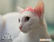 东方猫贫血,东方猫,猫，东方猫贫血,东方猫,猫会贫血吗