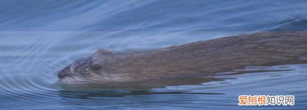 水老鼠能吃吗，水老鼠有毒肉能吃