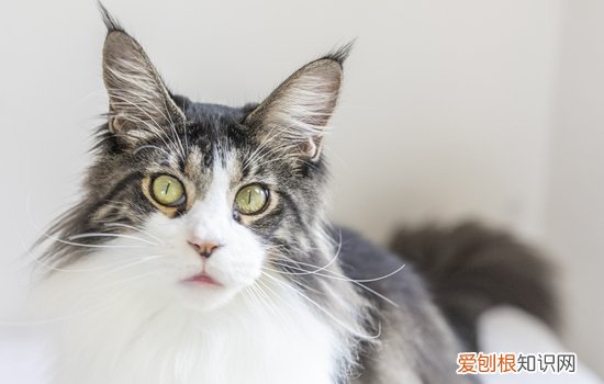 猫咪总是蹲着睡觉 猫咪为什么蹲坐着睡觉