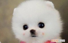 茶杯犬怎么培育的 茶杯犬培育方法残忍吗