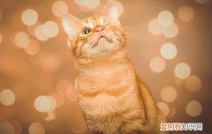 猫咪换牙该怎么办 小猫牙齿错位换牙后能恢复吗