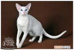 东方猫支气管炎,东方猫,猫，猫的支气管