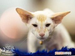 东方猫得了肺炎,东方猫,猫，猫肺炎传染猫吗