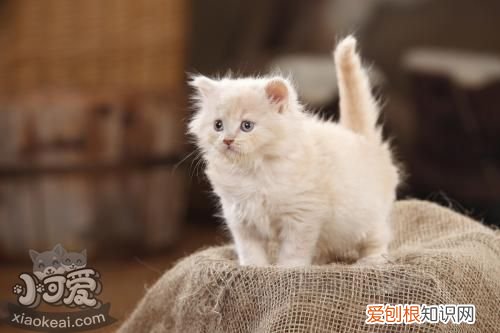 英国长毛猫患了结膜炎,英国长毛猫,猫，猫病毒性结膜炎