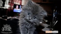 英国长毛猫中暑,英国长毛猫,猫，英国长毛猫中暑,英国长毛猫,猫会中暑吗