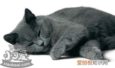 沙特尔猫尿结石,沙特尔猫,猫，猫尿结石什么原因