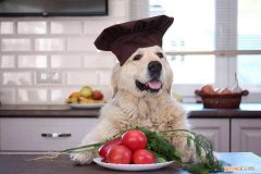 狗吃小西红柿有没有事 狗吃西红柿会引发什么后果