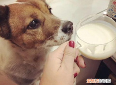 狗喝牛奶的好处和坏处有哪些 狗喝牛奶的好处和坏处