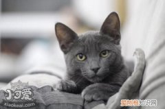 沙特尔猫脱毛,沙特尔猫,猫，卡尔特猫掉毛吗